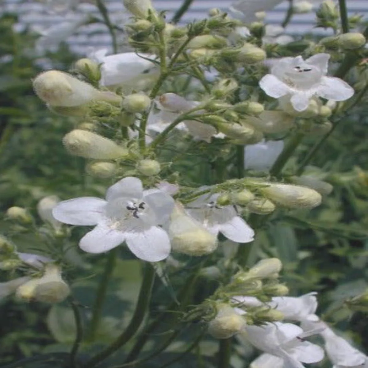 Foxglove Beardtongue – Penstemon digitalis