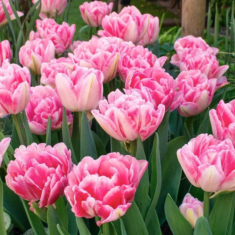 Foxtrot Double Late Tulip (Pack Of 7)