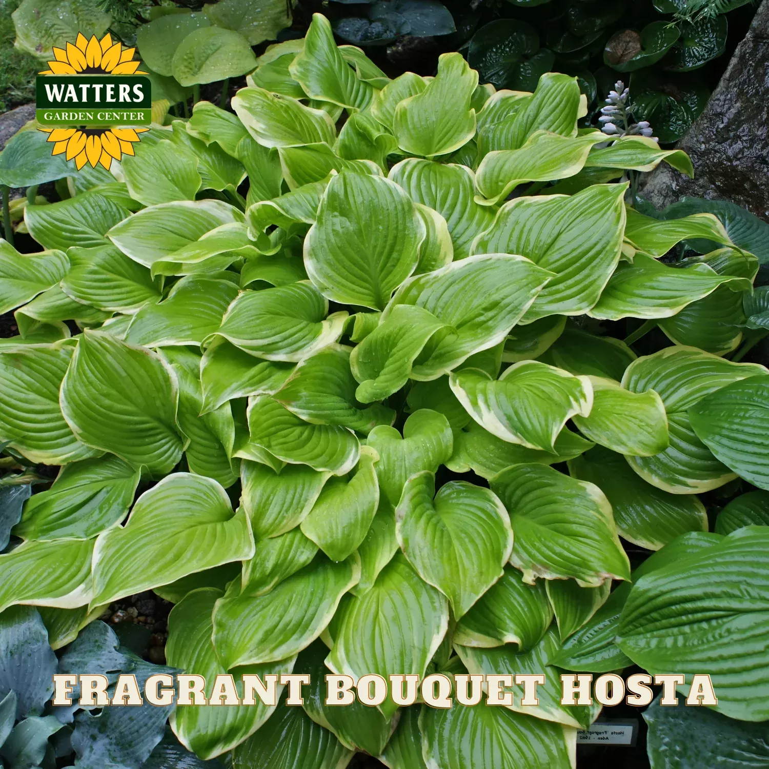 FRAGRANT BOUQUET HOSTA 1gal