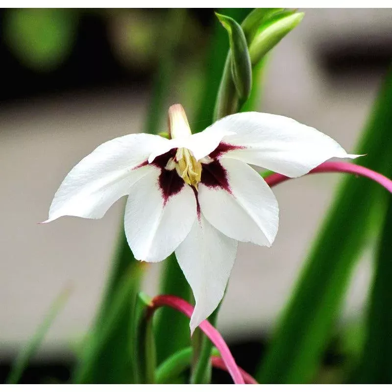 (Fragrant Gladiolus) Acidanthera Murielae (20/pk)