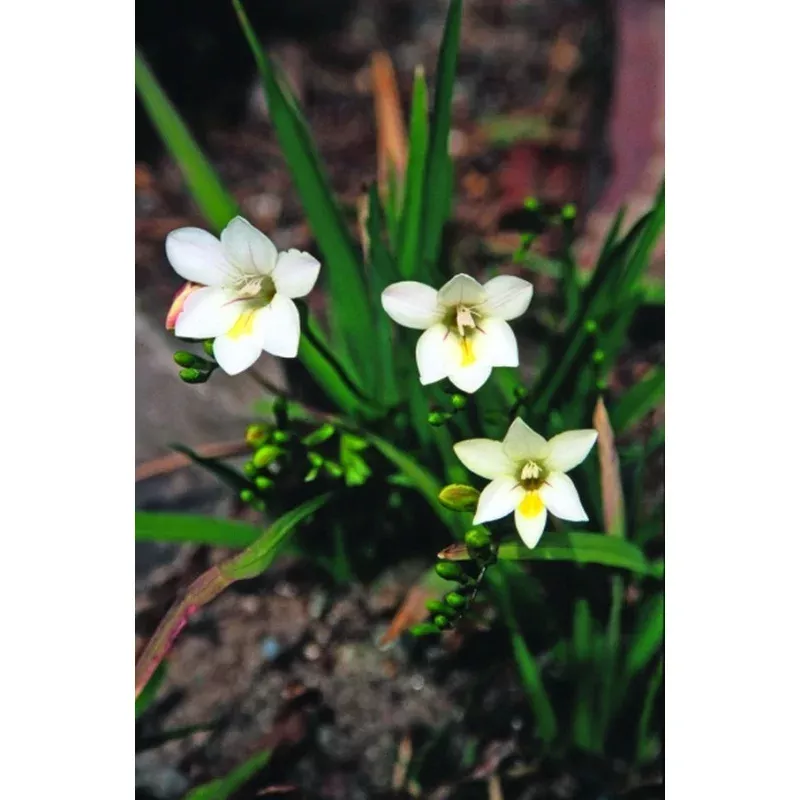 Freesia alba