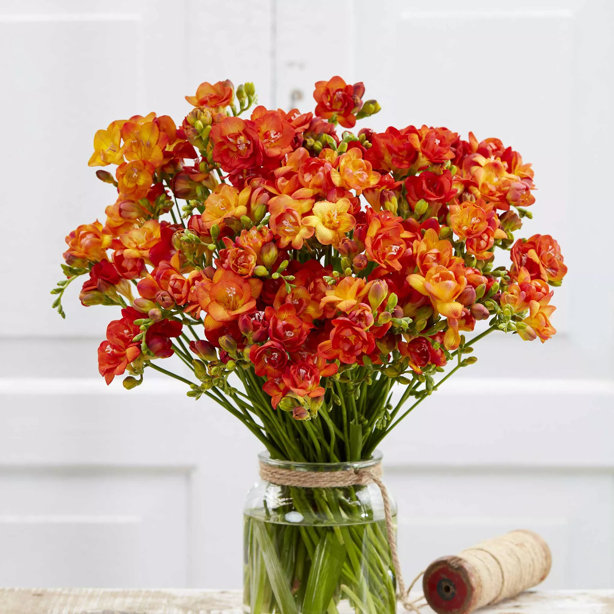 Freesia Bulbs - Double Flaming Orange