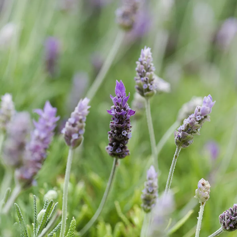 French Lavender