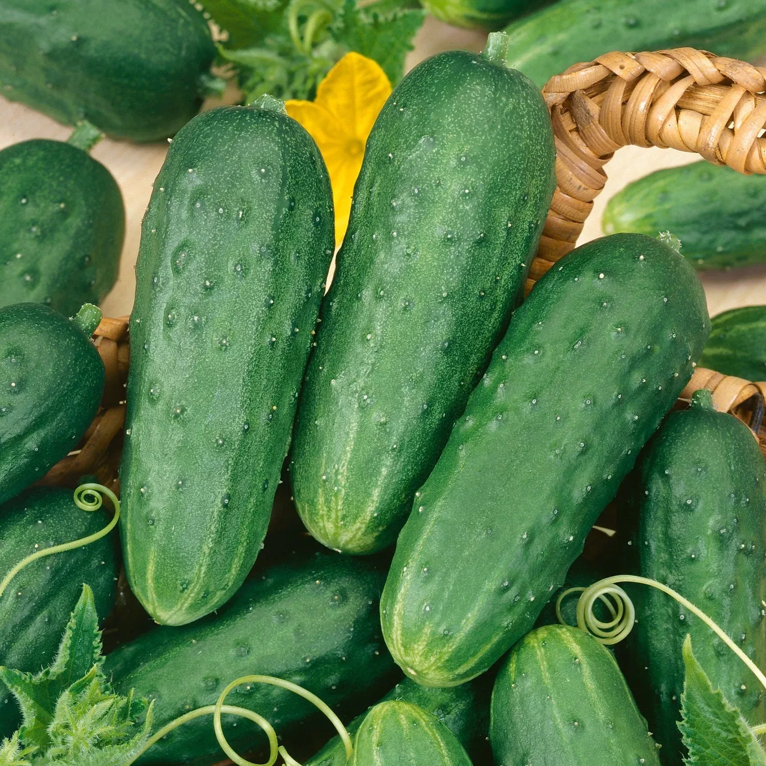 Fresh Pickles’ Cucumber (Cucumis)