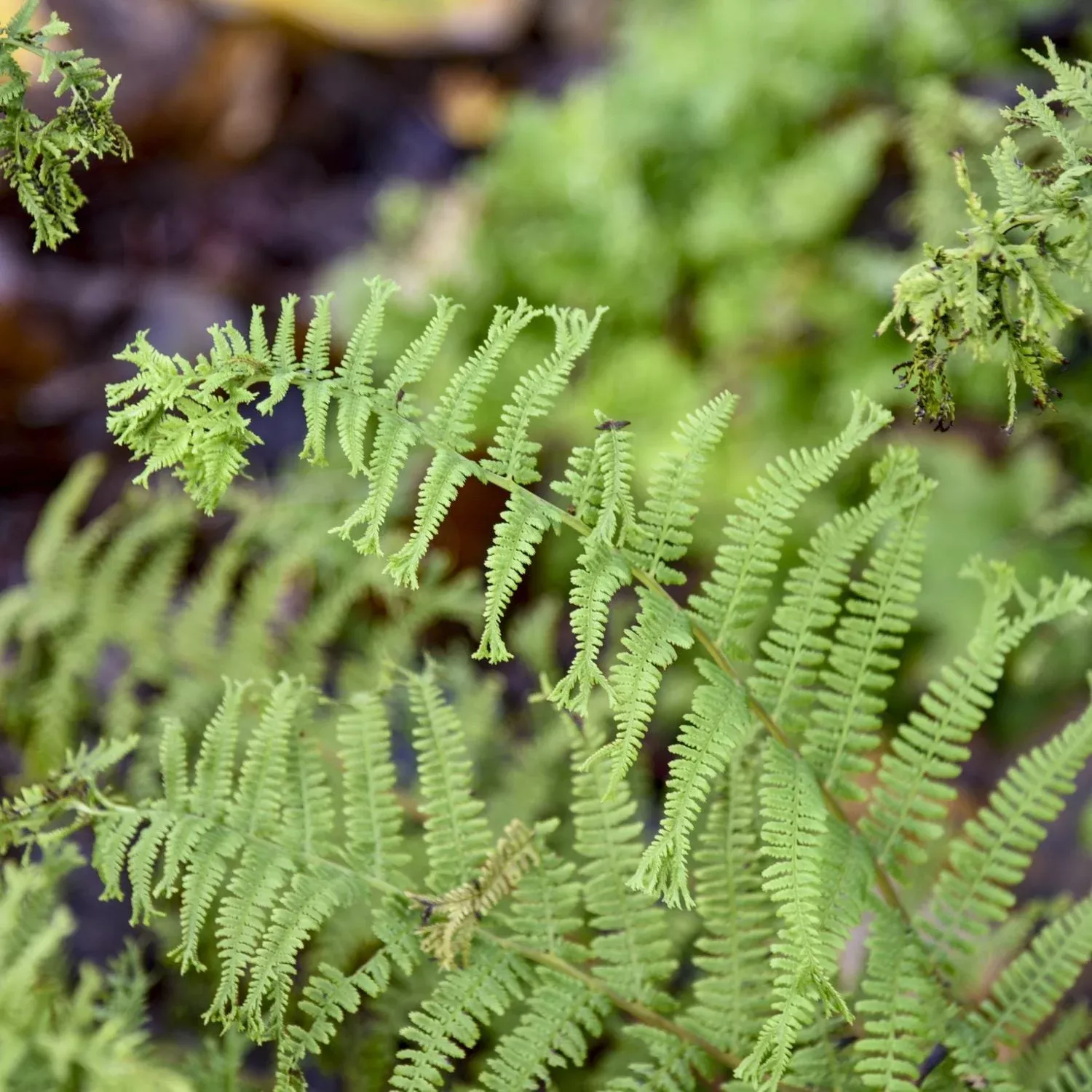 ‘Fronds Forever’ Lady Fern (Athyrium)