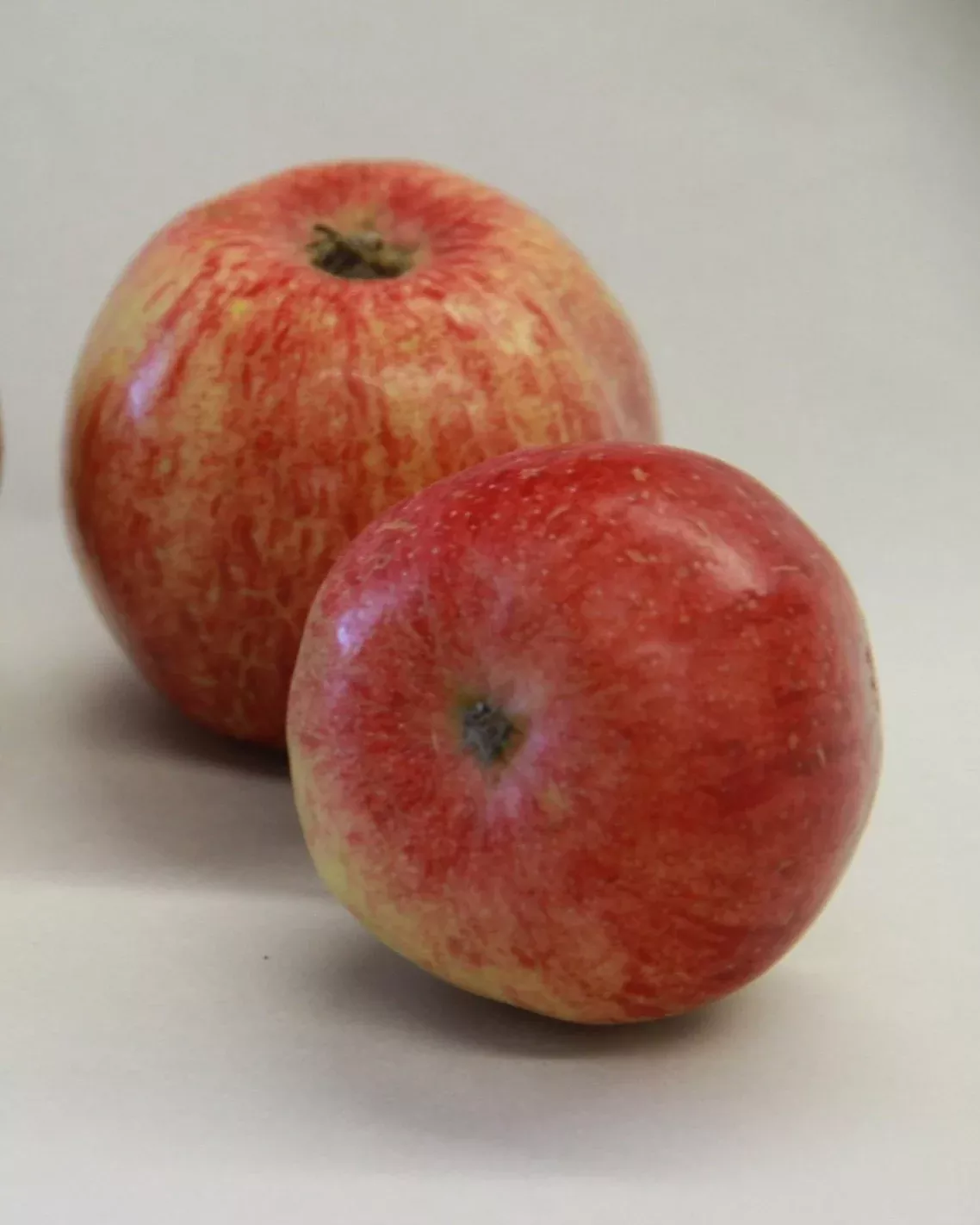 Frostbite Apple