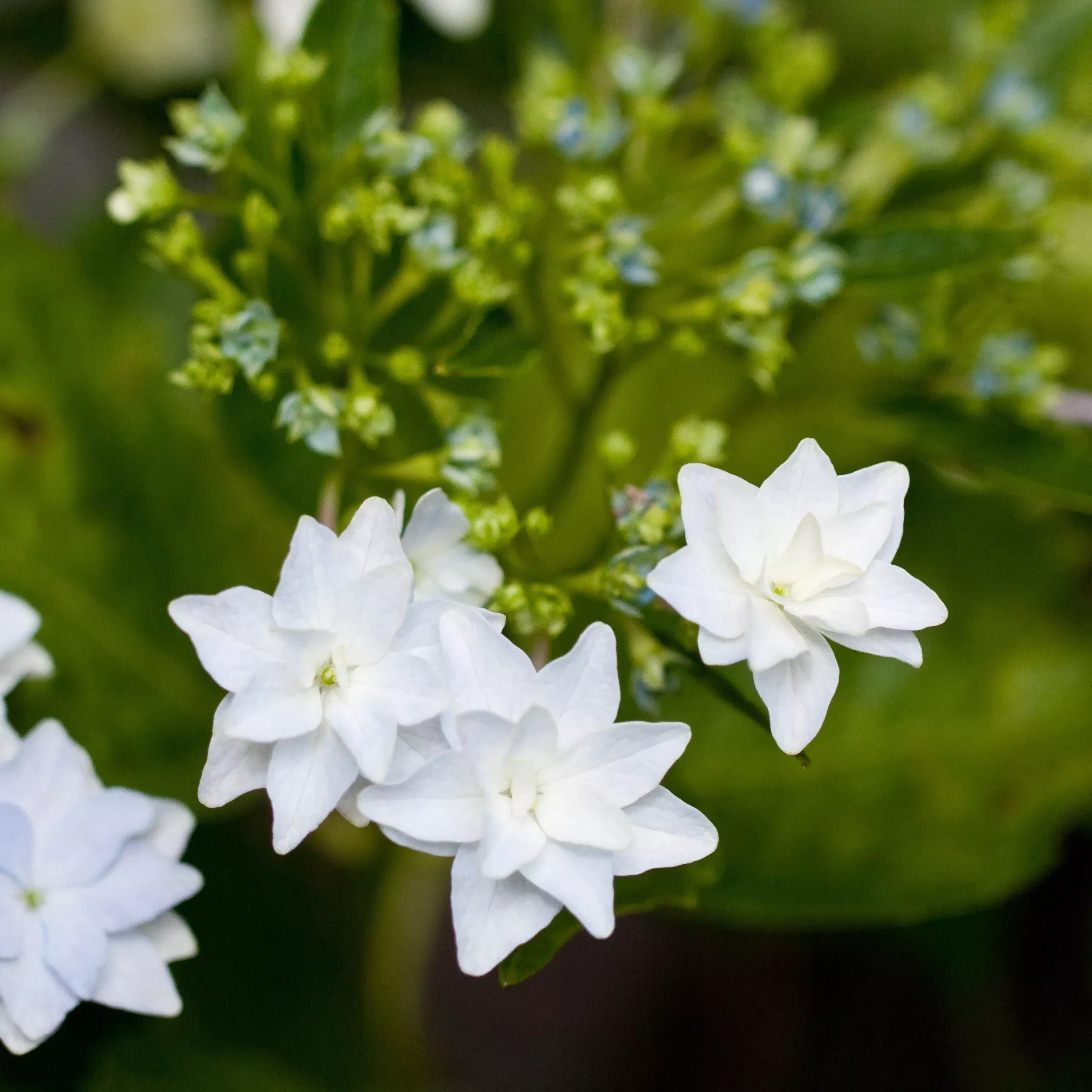 Fuji Waterfall Hydrangea