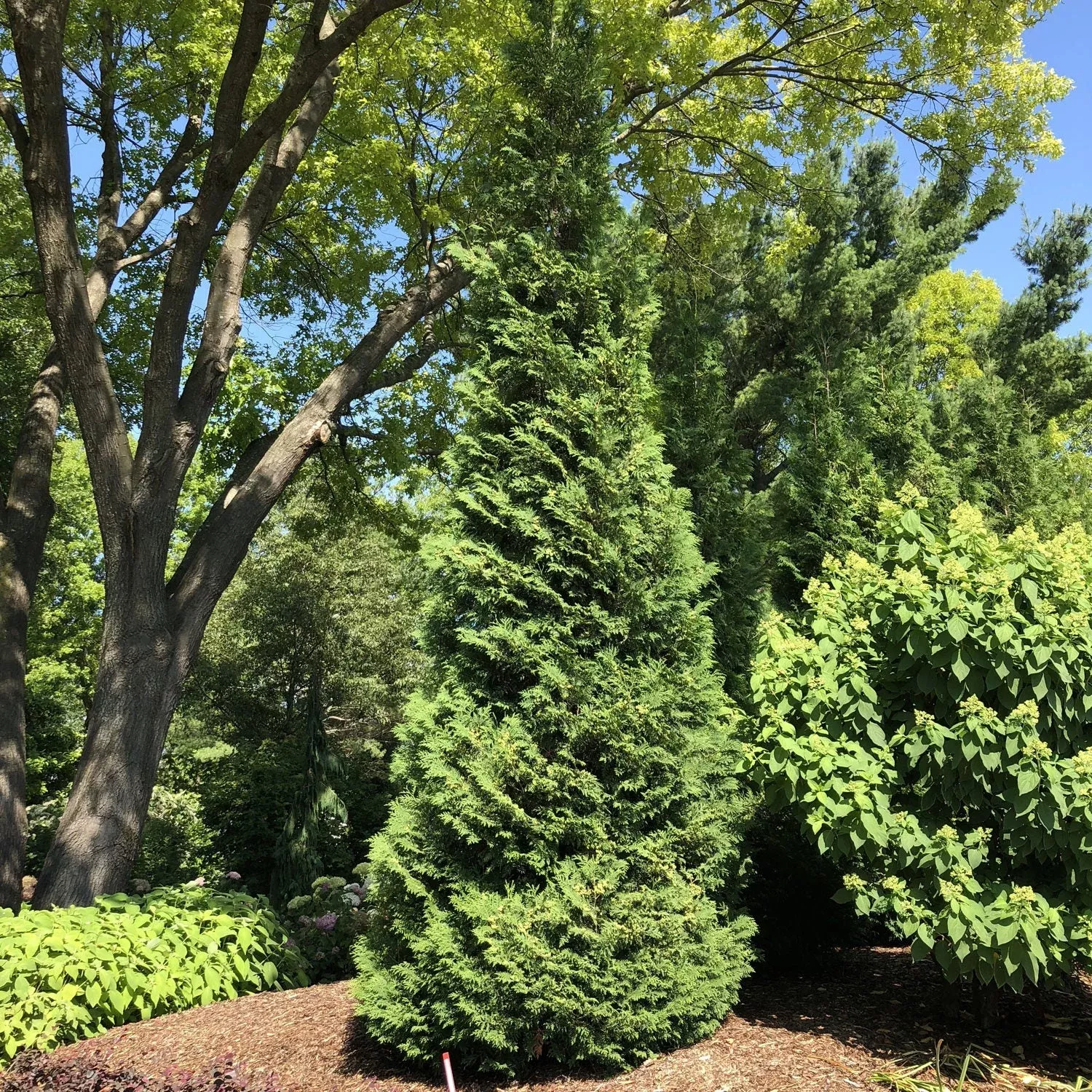 Full Speed A Hedge ‘American Pillar’ Thuja