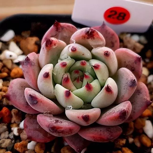 ***FUN LISTING*** PLEASE READ! PRESALE Echeveria Jackal, (Not so Random)
