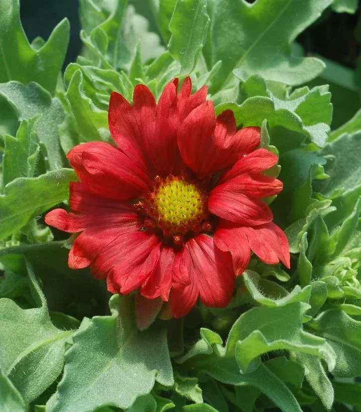 Gaillardia Aristata `Burgundy`
