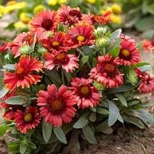 Gaillardia ‘SpinTop Red’ Blanket Flower