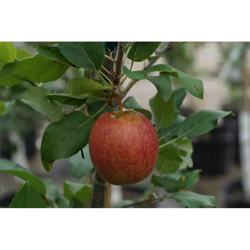 Gala Apple Dwarf Tree