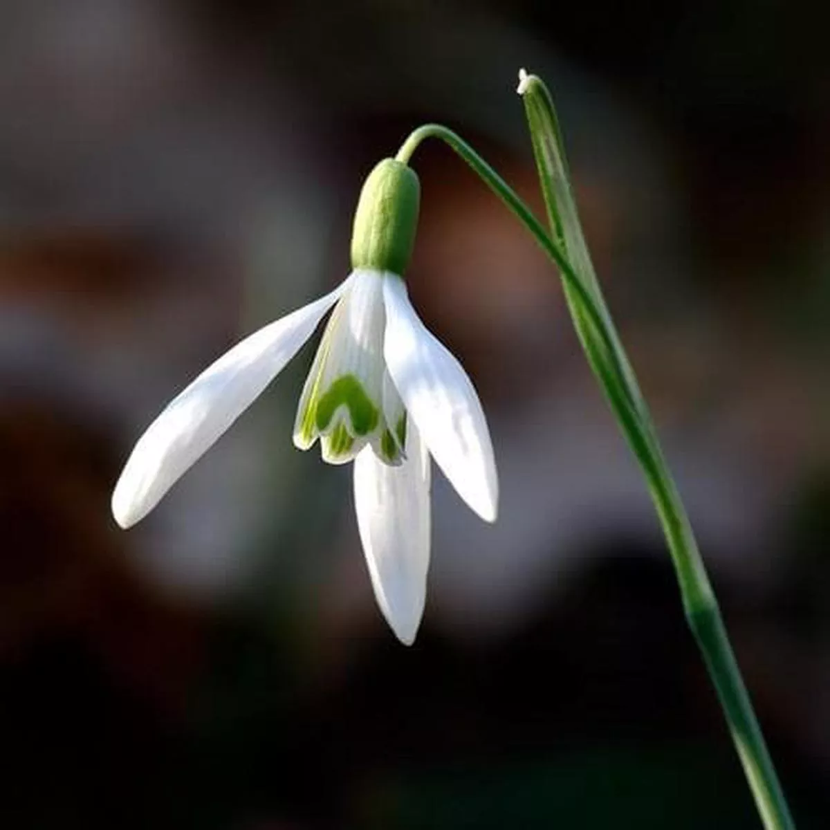 Galanthus nivalis – Snowdrop Bulbs / Loose / In the Green
