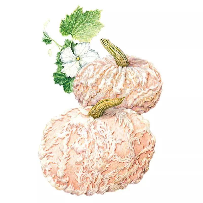 Galeux d'Eysines Pumpkin Seeds