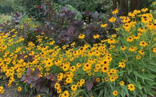 Garden Design for Plant Diversity