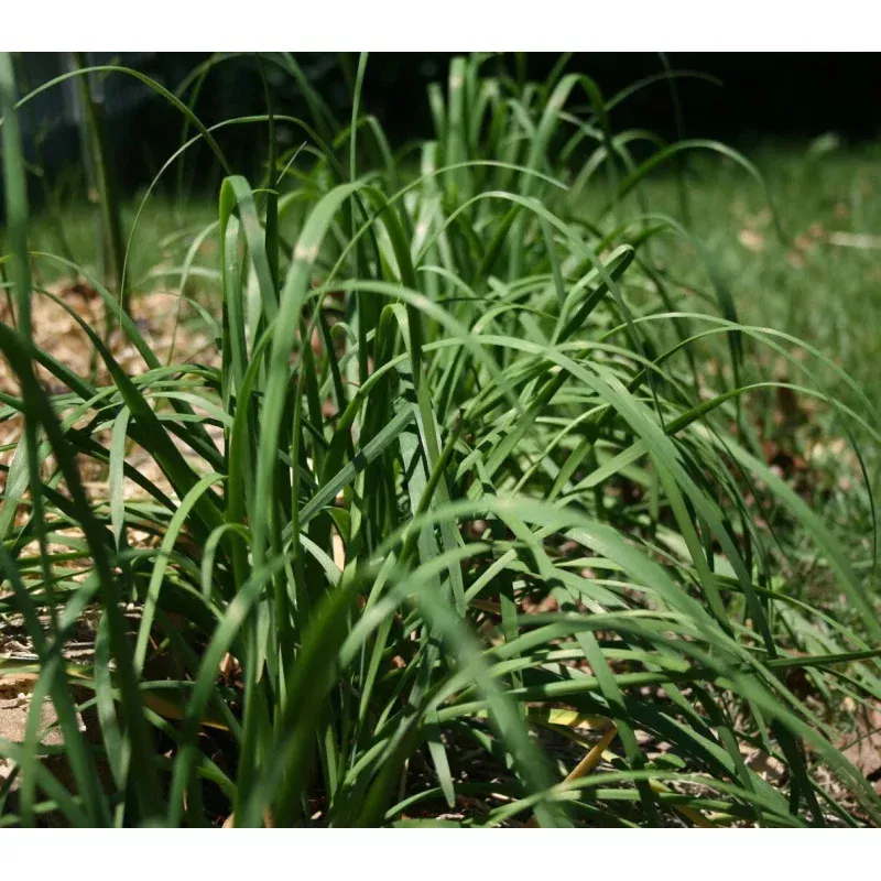 Garlic Chives Seeds 250+ Allium tuberosum Chinese Chives Vegetable Jiu Cai USA