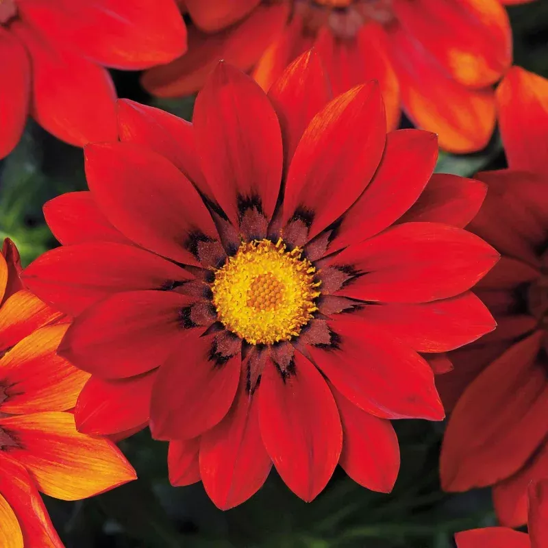 Gazania 'New Day Red Shades'
