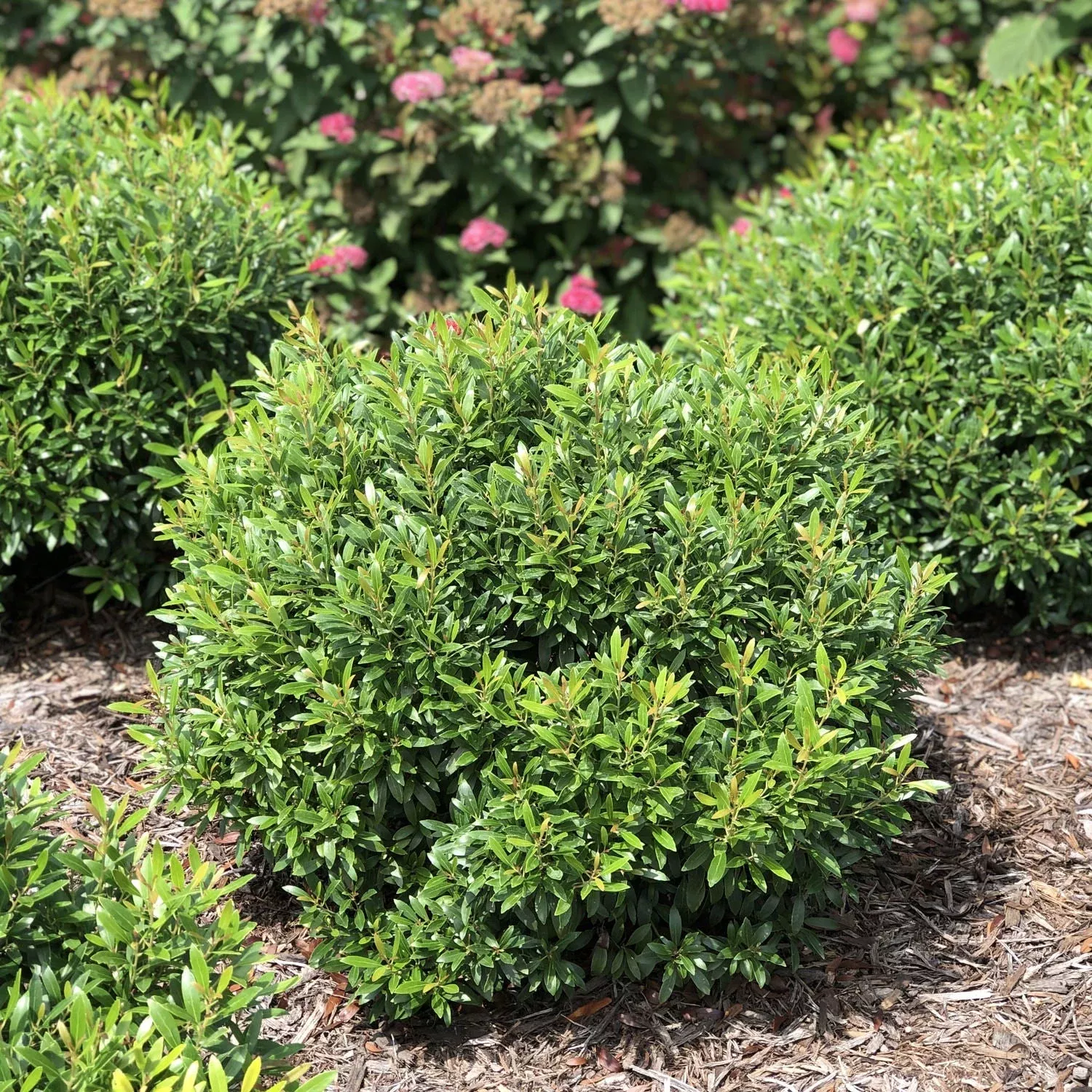 Gem Box Inkberry Holly (Ilex)