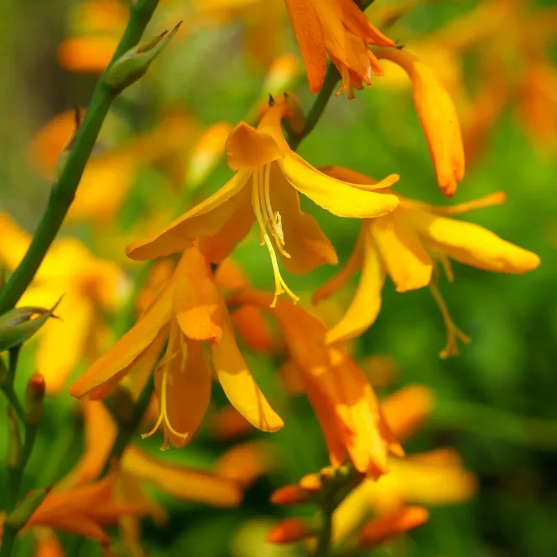 George Davison Crocosmia