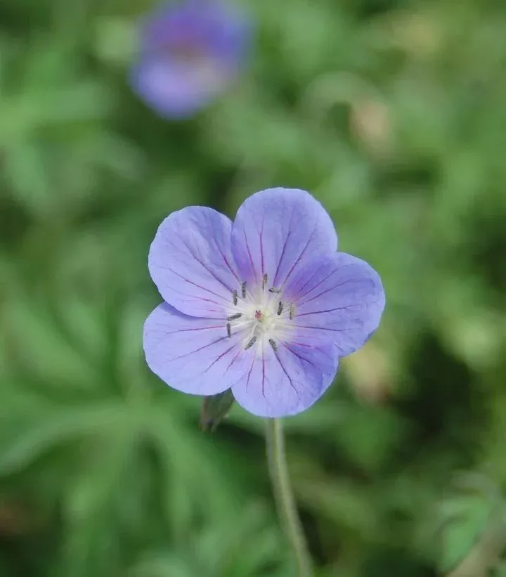 Geranium `Johnson`S Blue`