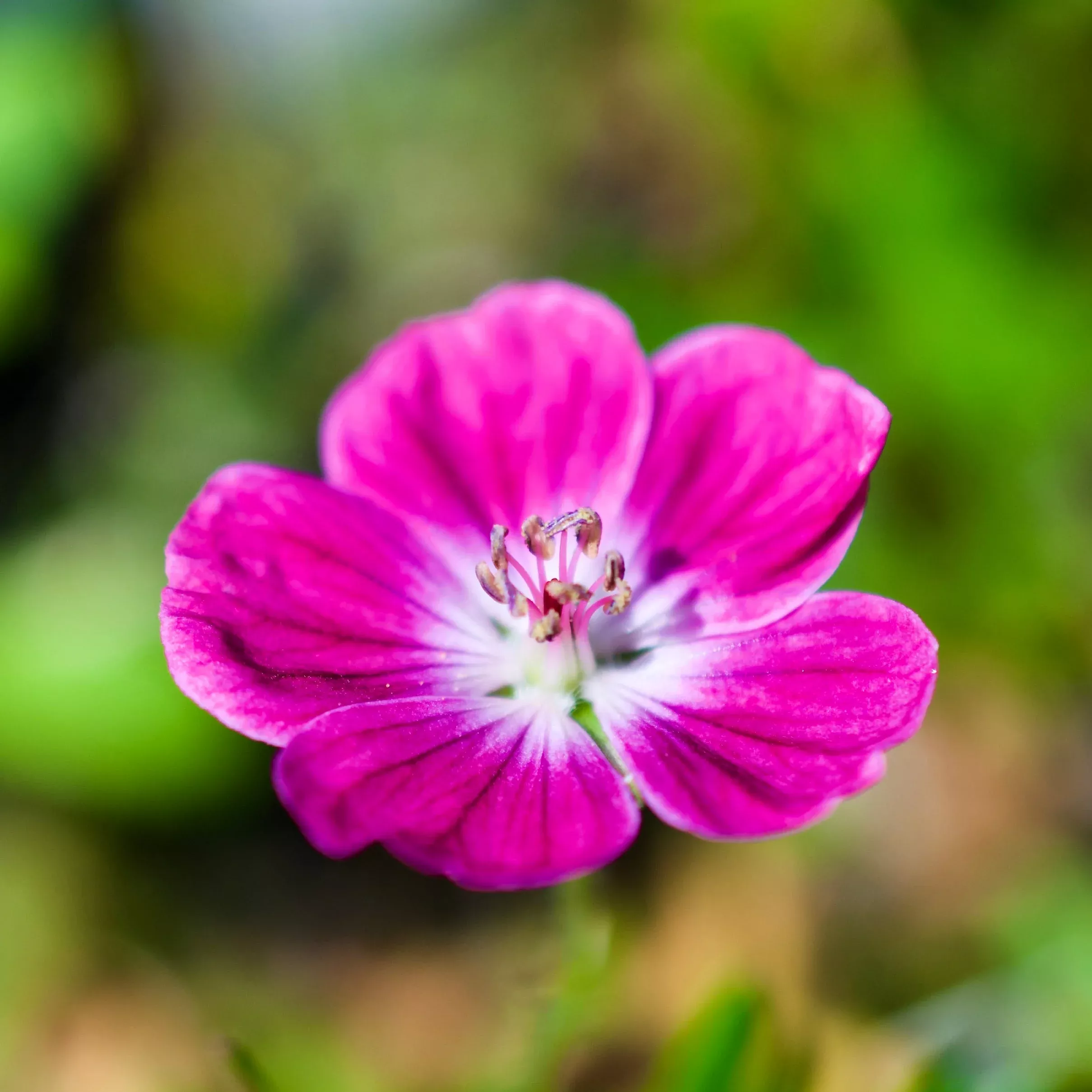 Geranium sanguineum Elke