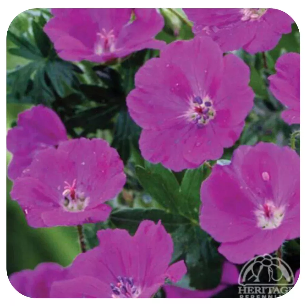 Geranium sanguineum ‘Max Frei’ (Cranesbill)