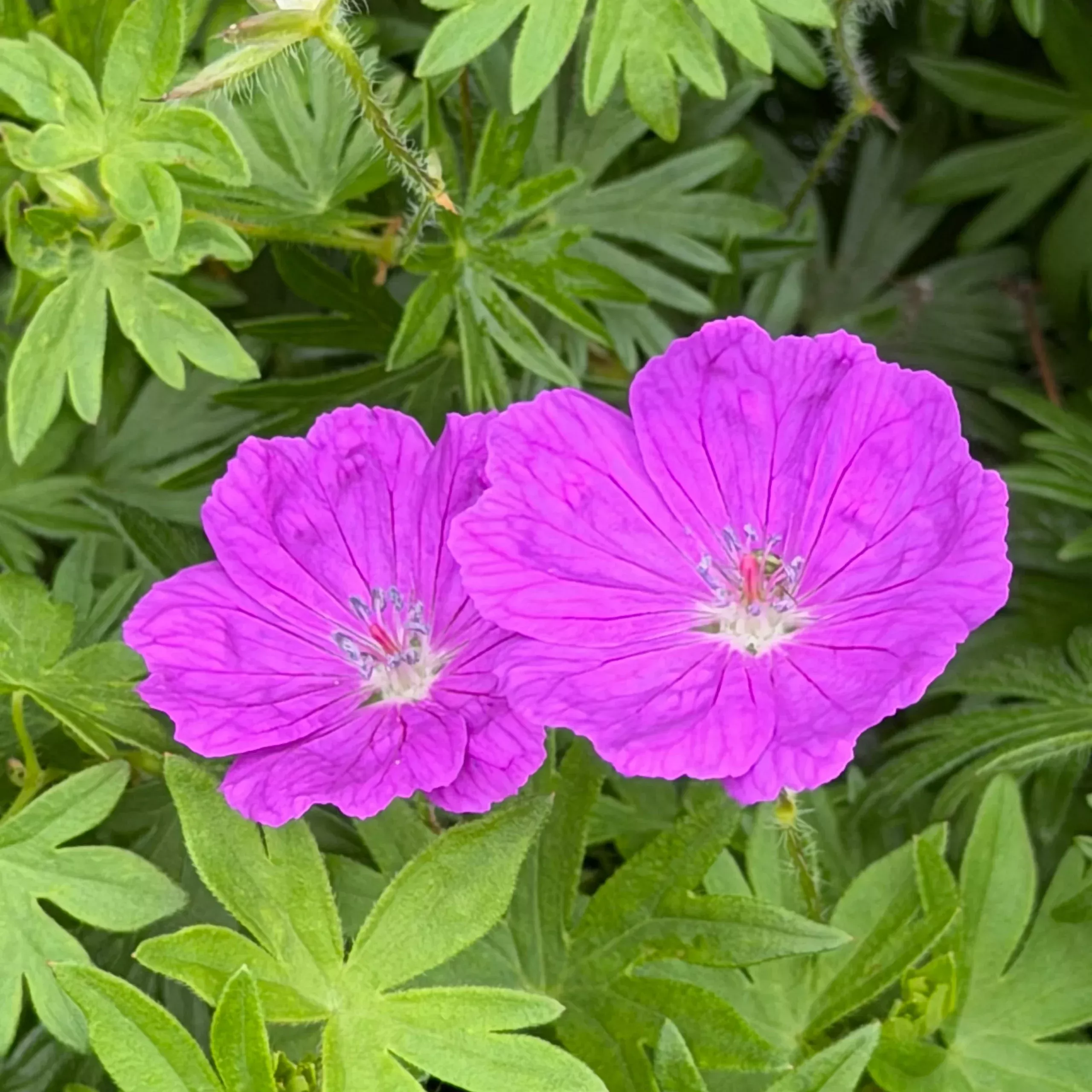 Geranium sanguineum ‘New Hampshire Purple’