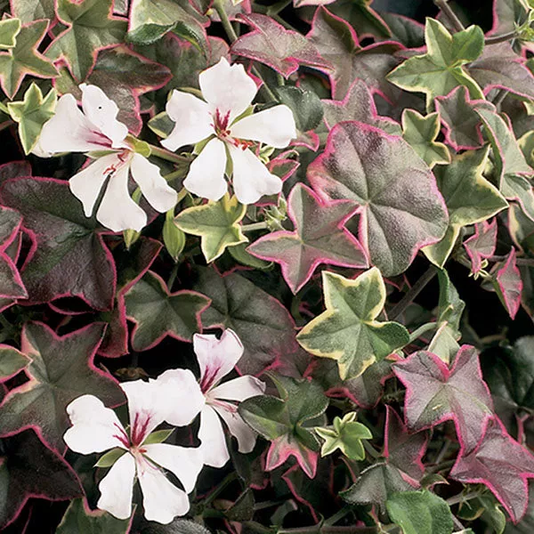 Geranium Sunset Ivy (Pelargonium hybrid)