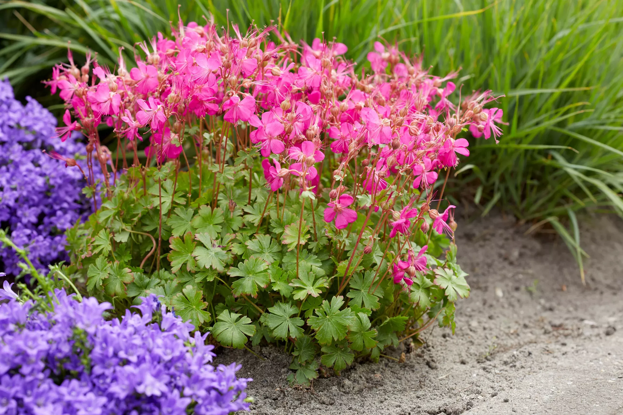 Geranium x cantabrigiense ‘Intense’