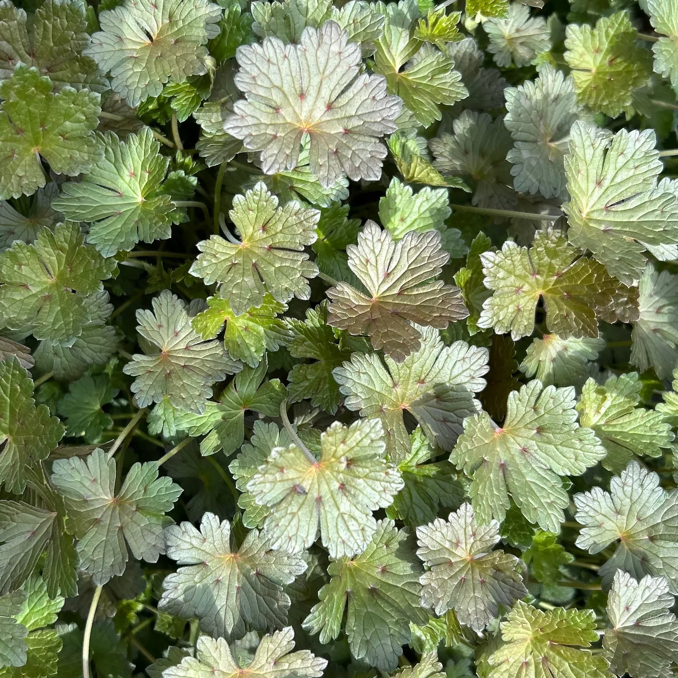 Geranium x ‘Orkney Cherry’
