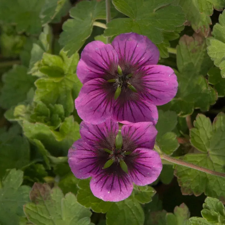 Geranium x ‘Perfect Storm’