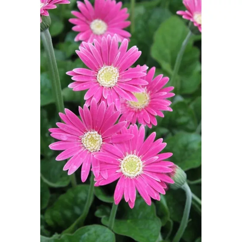 Gerbera Drakensberg Carmine