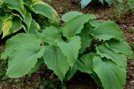 Geronimo Hosta