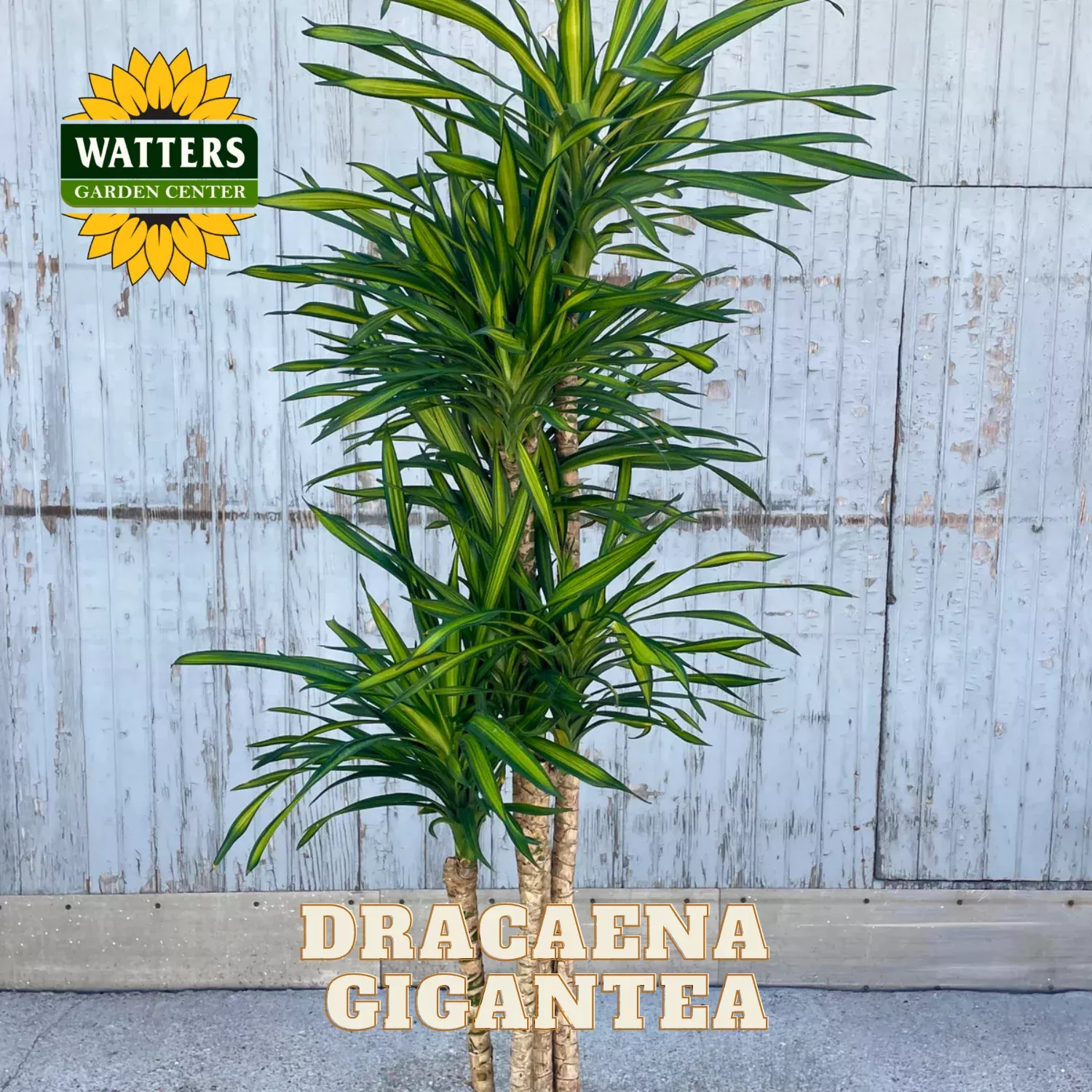 GIGANTEA DRACAENA 14in