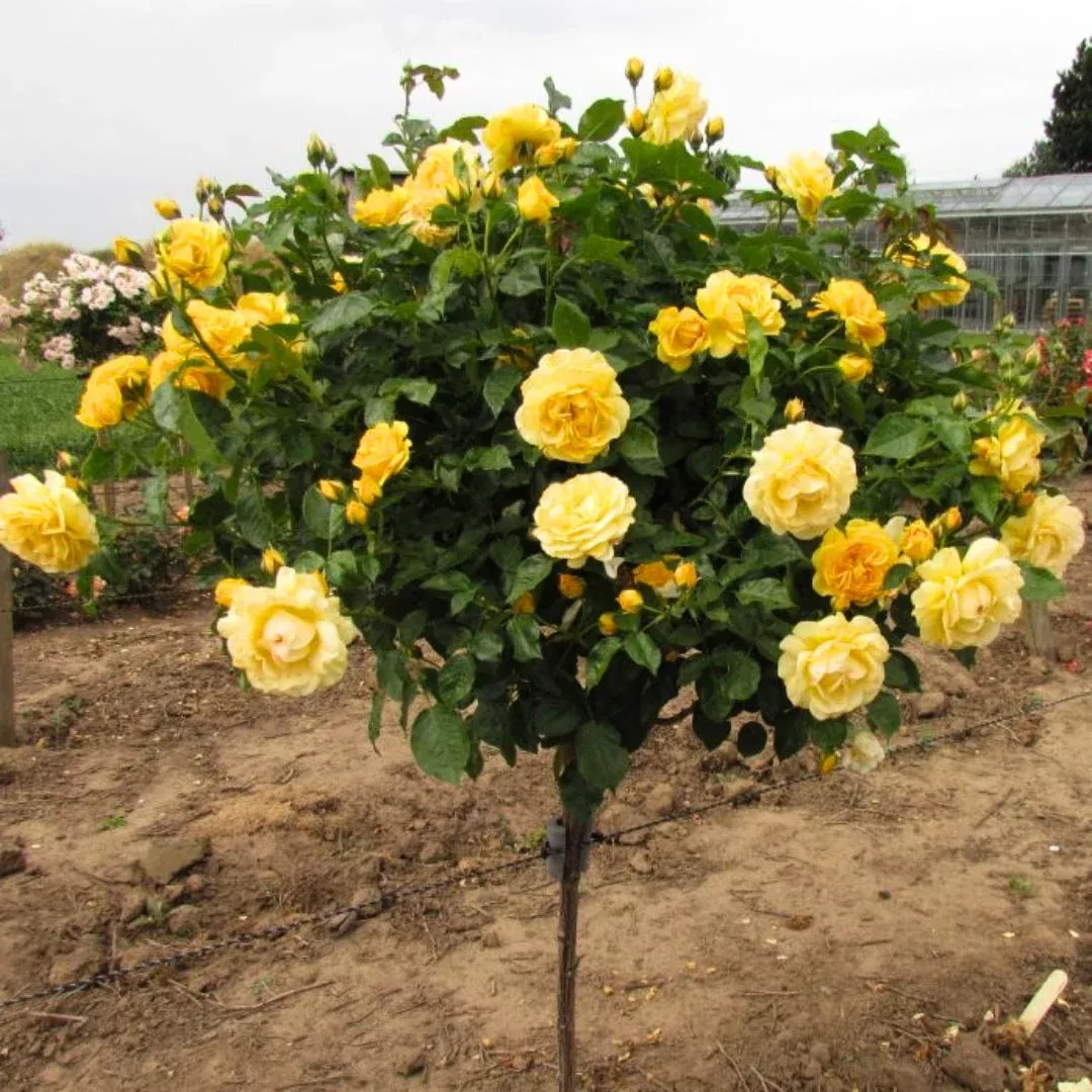 Gilded Sun Rose Tree For Sale Online