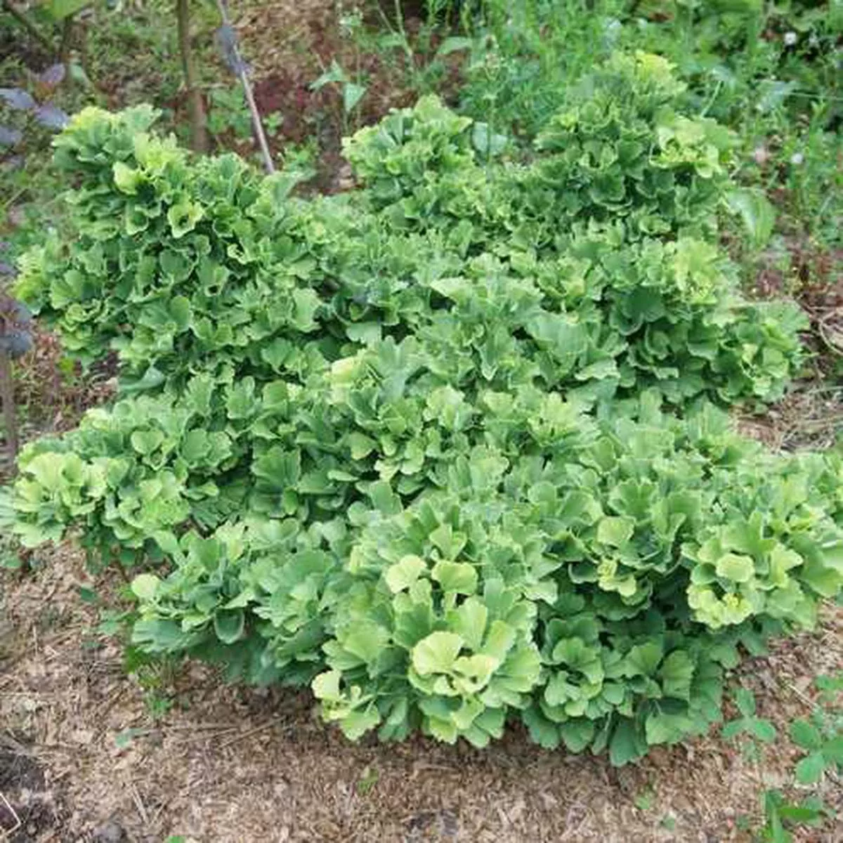 Ginkgo biloba Troll