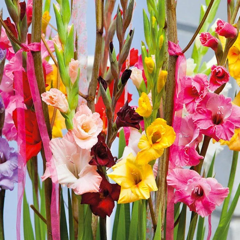 Gladiolus Large Flowering Blend (Pack of 30)