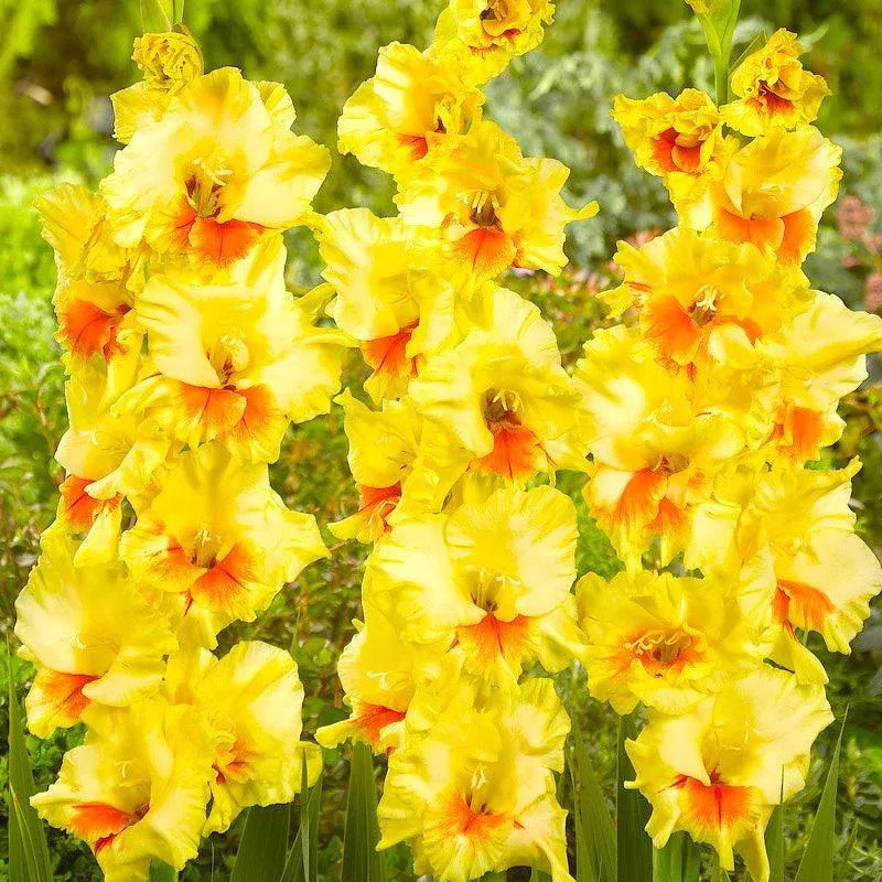 Gladiolus Large Flowering Jester (Pack of 10)