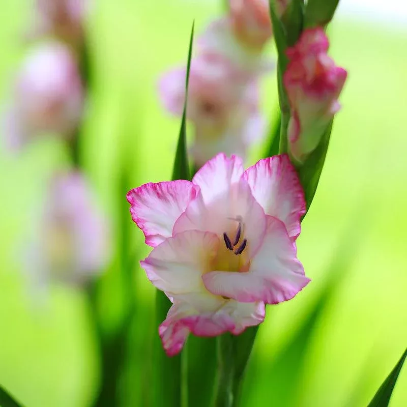 Gladiolus Large Flowering Priscilla(Pack of 10)