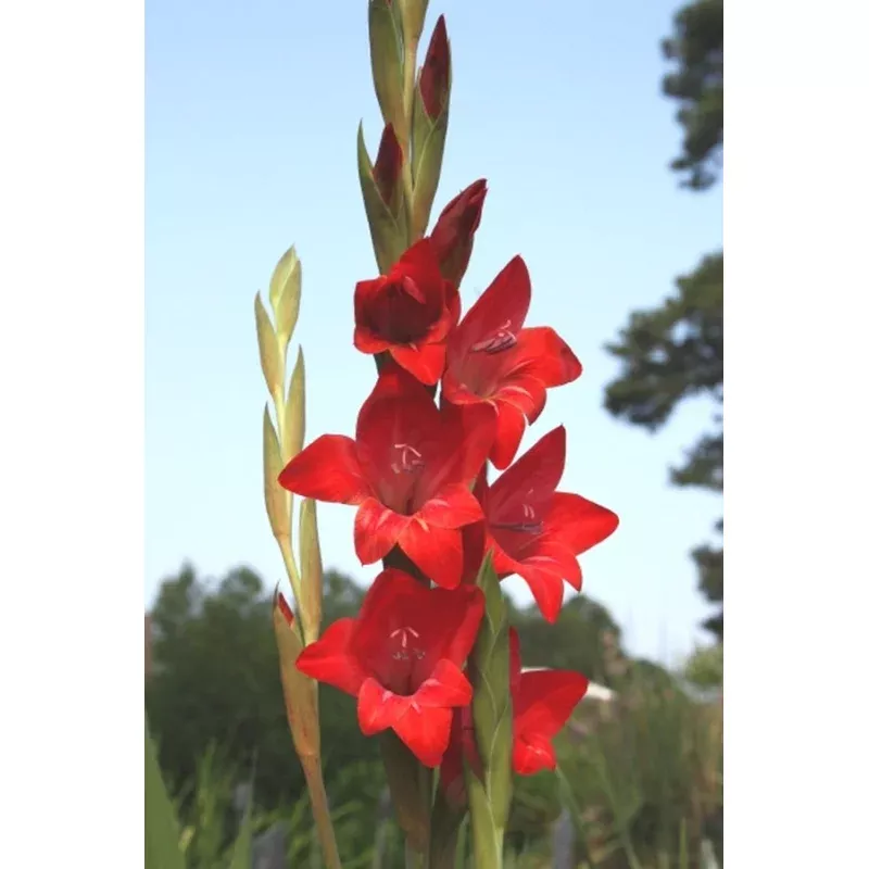 Gladiolus Robeson Red