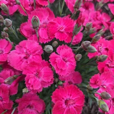 Glamour Time Pinks