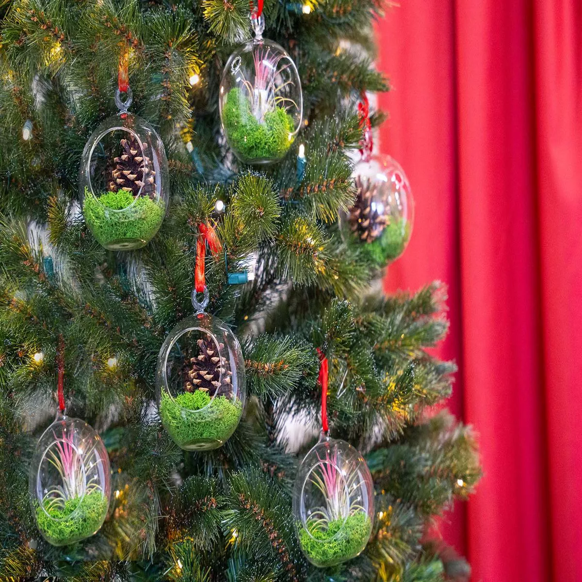 Glass Christmas Ball – Airplant and Reindeer Moss