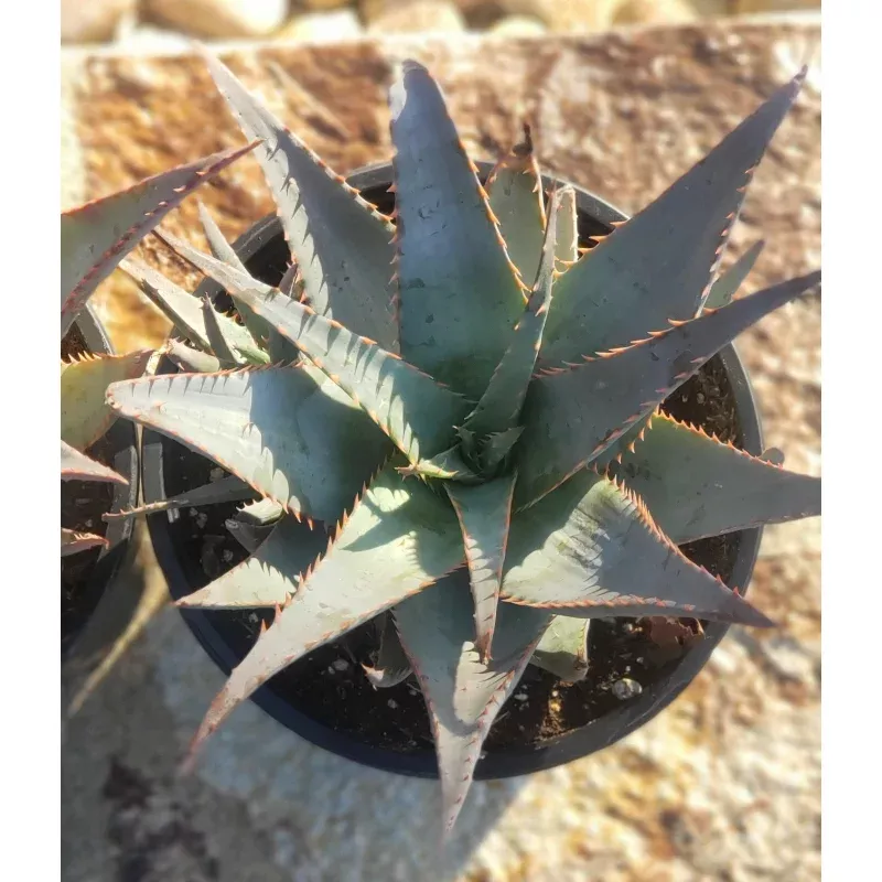 Glauca Aloe Potted in 1 gallon