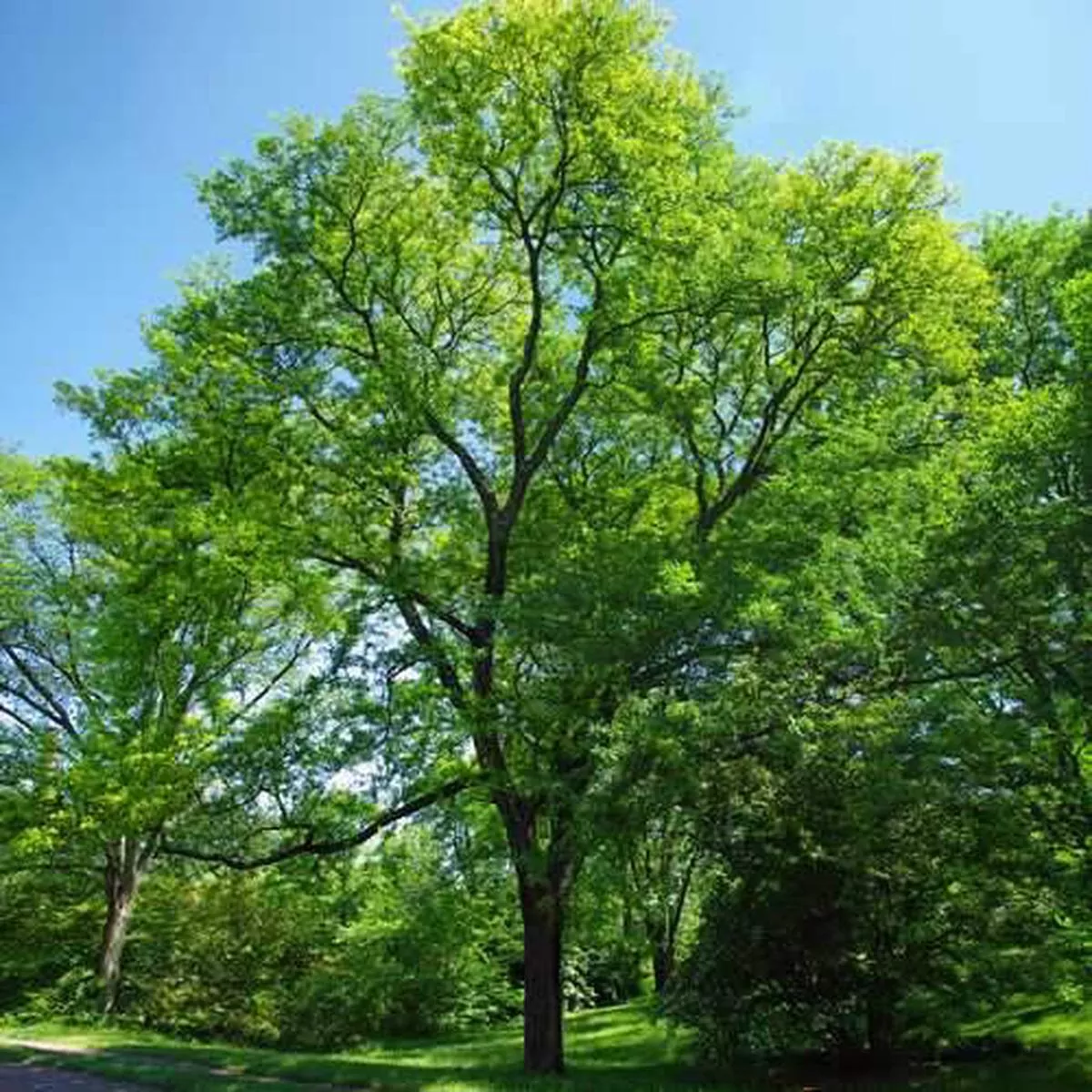 Gleditsia tri Sunburst