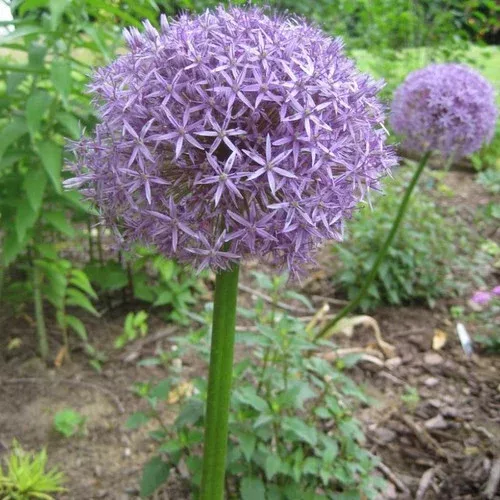 Globemaster Allium