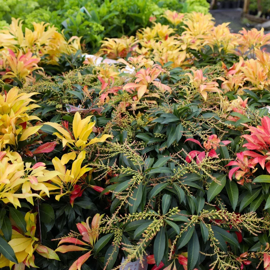 Glowing Hearts™ Pieris