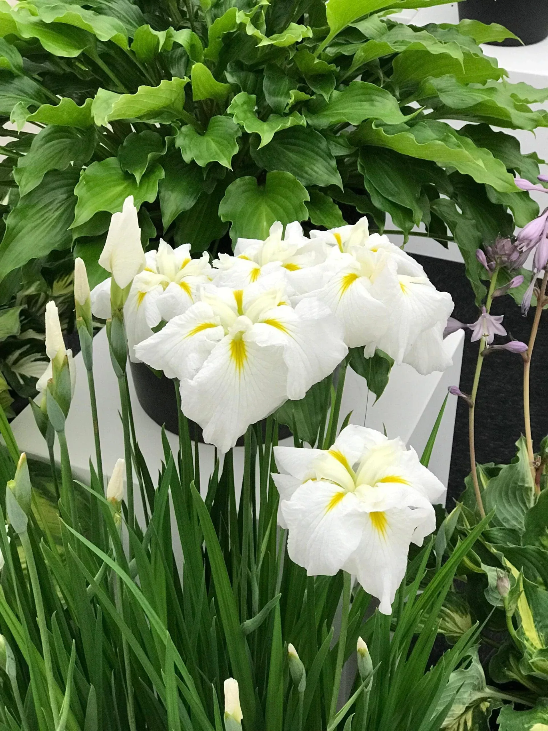 Gold Bound Japanese Iris