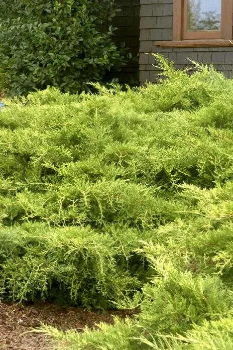 GOLD COAST JUNIPER 1gal