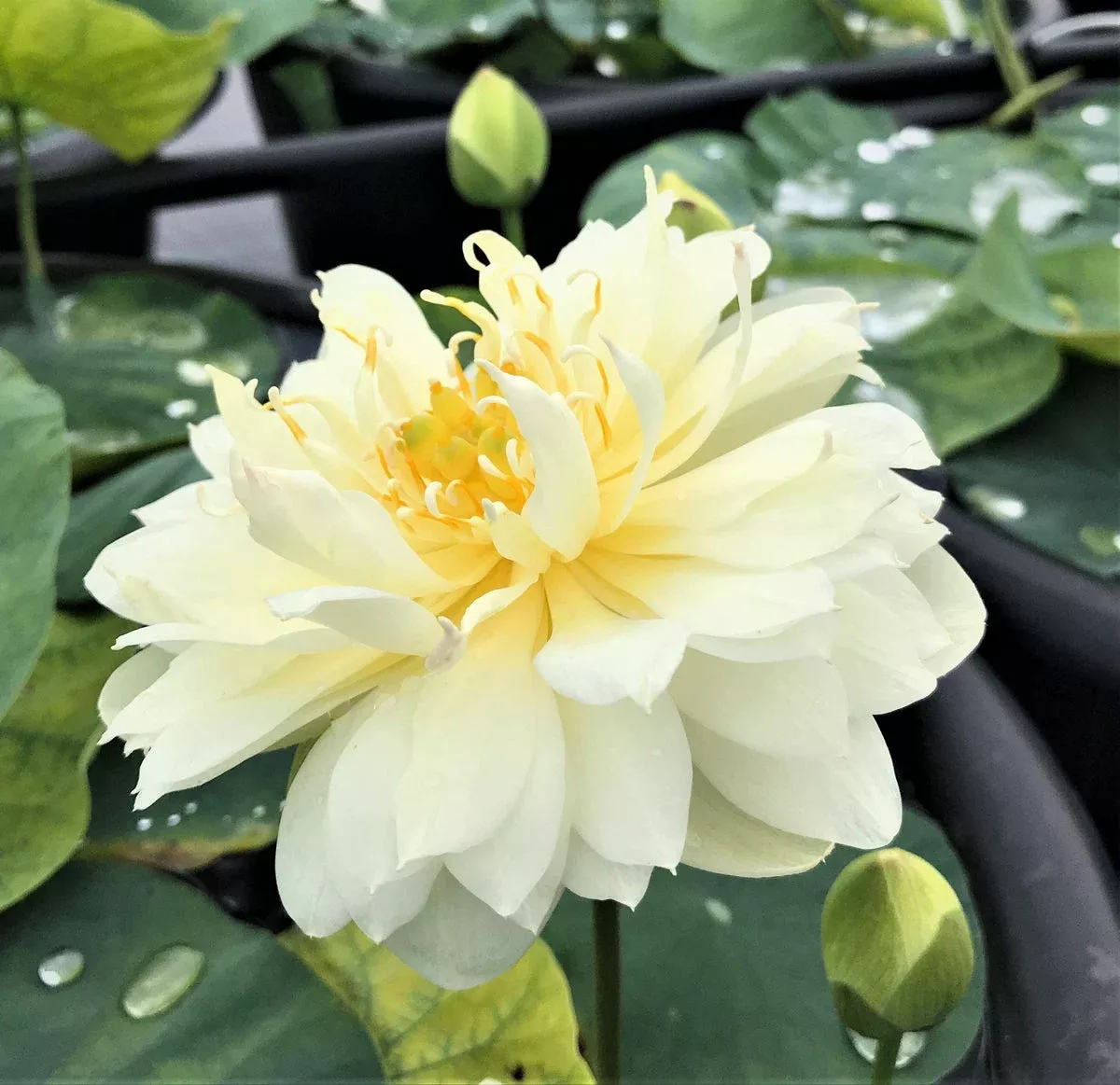 Gold & Resplendence Lotus – A little drop of sunshine!