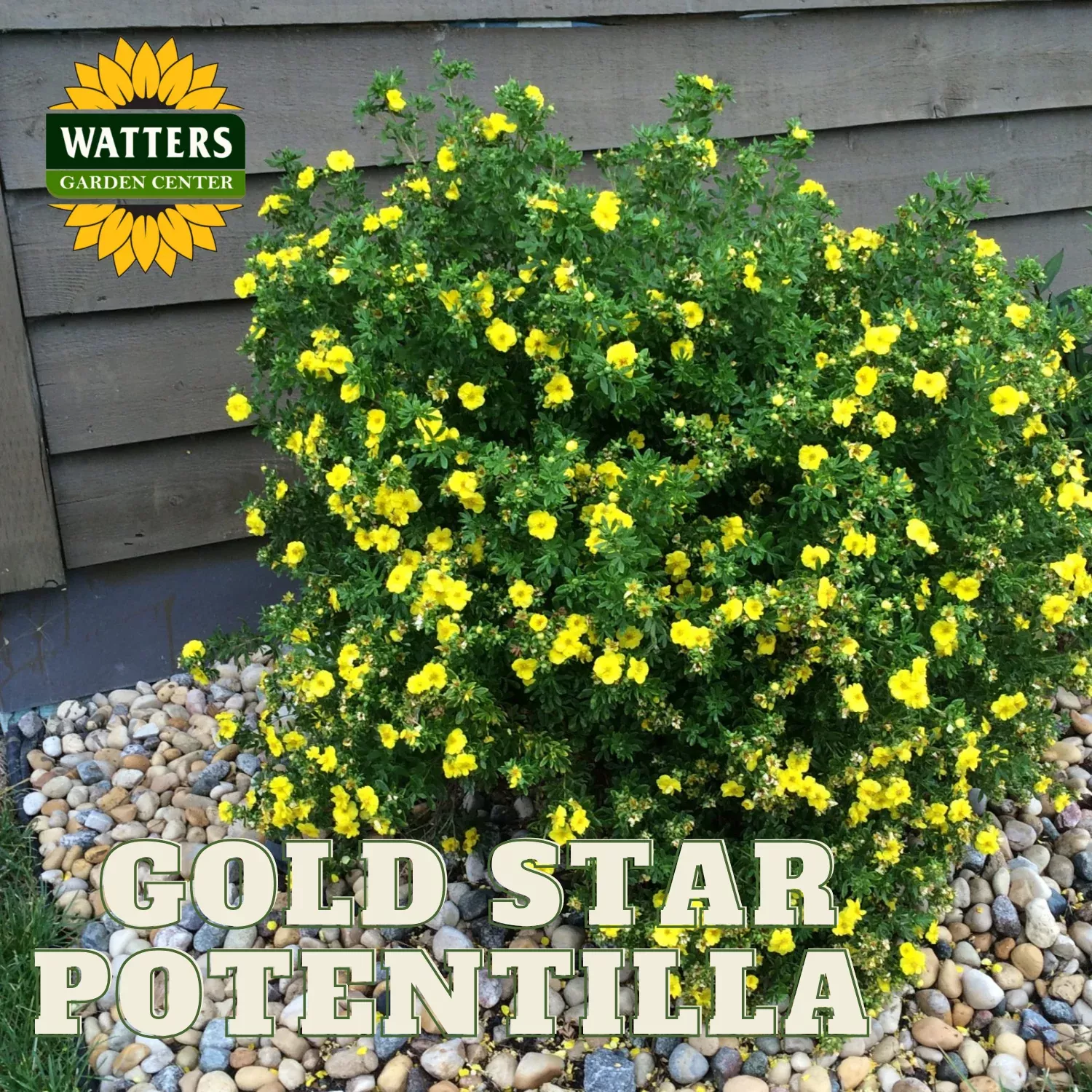 GOLD STAR POTENTILLA 2gal